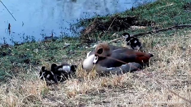 WildLife Гусята нашли самое теплое место в Южной Африке. Холодная весна в Kwa Maritane смотреть онлайн