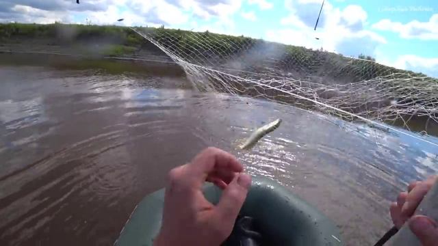 1.5 КИЛОГРАММОВЫЕ КАРАСИ на ПАУК в закоряженной реке Рыбалка на ПАУК ПОДЪЕМНИК 2021! смотреть онлайн