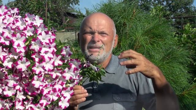 СЕКРЕТЫ ВЫРАЩИВАНИЯ БАЗИЛИКА смотреть онлайн