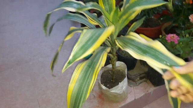 Care of Victoria plant/Dracaena Fragrans|| 3 April, 2017 смотреть онлайн