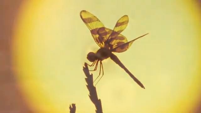 Одуванчик детства -- В Мигуля смотреть онлайн