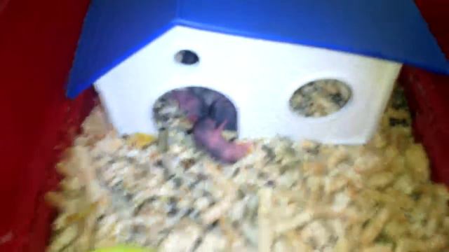 Малыш лежит один, мама его не берет.. Хомки.. Читайте описание смотреть онлайн