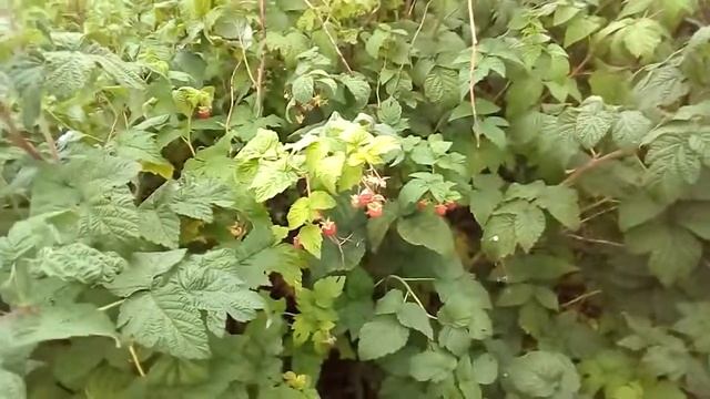 Малина Дочь Вислухи 06 09 2019г смотреть онлайн