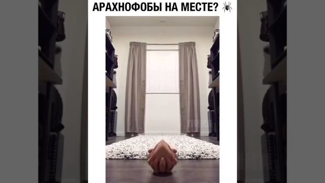 АРАХНОФОБЫ НА МЕСТЕ?? смотреть онлайн