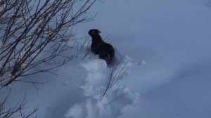 Охота с Ягдтерьером на Лося зимой в - 30.