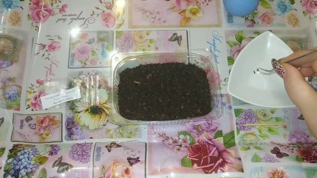 Пеларгония 2020. Посев семян на рассаду. Быстрая всхожесть. смотреть онлайн