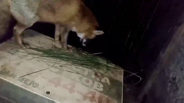 1240. Маркиза - дневник приручения дикой лисы, ест яйцо, мясо, гладится и учим новое упражнение. смотреть онлайн