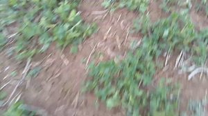 Опрыскивание люцерны от сорняков Агритоксом.