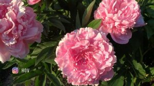 Пион ПОЛЬ БАНЬЯН ? обзор, описание, цветение, отзыв