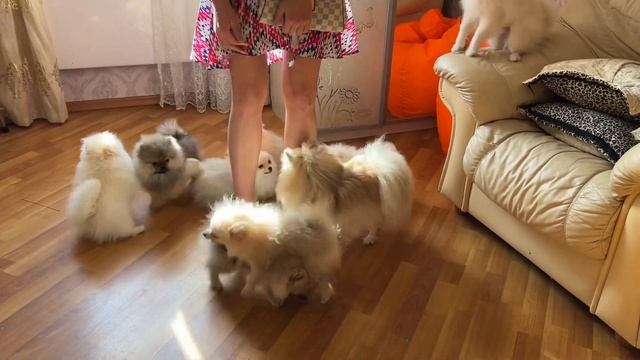 Любопытные шпицы. Купить щенка померанского шпица в питомнике морошка мама. Правильные шпицы