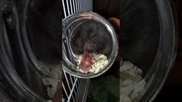 хомячиха ест своего ребёнка смотреть онлайн