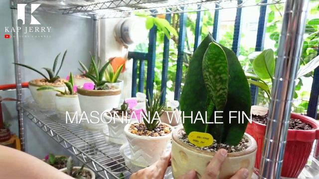 INDOOR PLANTS THAT CAN SURVIVE IN MEDIUM TO LOW LIGHT | Kap Jerry смотреть онлайн