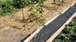 Размножение малины корневой порослью.