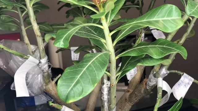 Адениум. Часть1. Наращивание корней не срезая черенок с адениума. смотреть онлайн