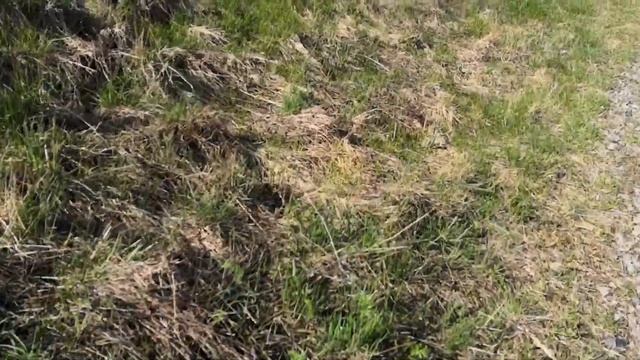 Snakes in Dubna. Moscow region. / Змеи в Дубне. Подмосковье. смотреть онлайн