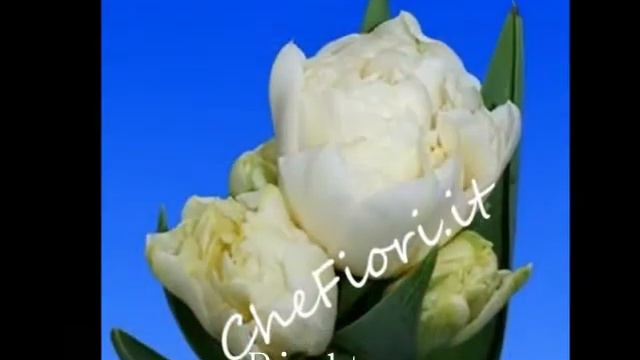 Tulipani recisi - Che Fiori смотреть онлайн