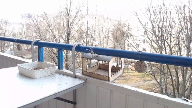 Прямая трансляция из кормушки для птиц :) смотреть онлайн
