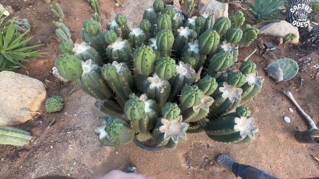Urban cactus farm tour: The Cactus Jones #Trichocereus смотреть онлайн