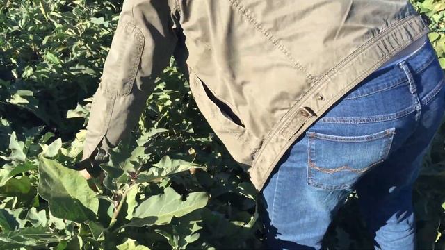 № 72 баклажаны смотреть онлайн