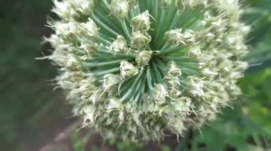 КАК СОБРАТЬ СВОИ СЕМЕНА ЛУКА - БАТУНА. Ольга Чернова.