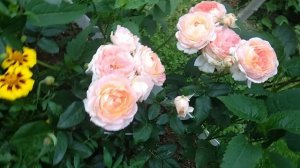 Роза? Принцесса Айко