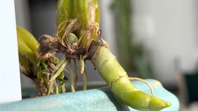 Orchid Show Haul Update смотреть онлайн