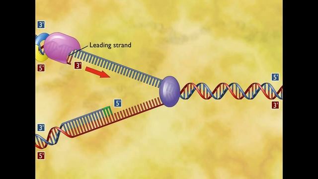Репликация ДНК  (ЛУЧШЕЕ ВИДЕО)