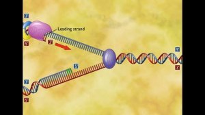 Репликация ДНК  (ЛУЧШЕЕ ВИДЕО)
