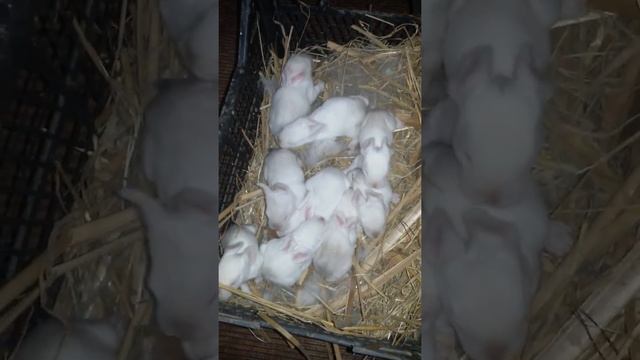 Кролики Калифорнийцы открывают глазки смотреть онлайн