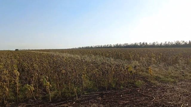 уборка крупноплодного, кондитерского подсолнечника смотреть онлайн