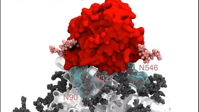 Virus-Receptor Interactions of Glycosylated SARS-CoV-2 Spike and Human ACE2 Receptor смотреть онлайн