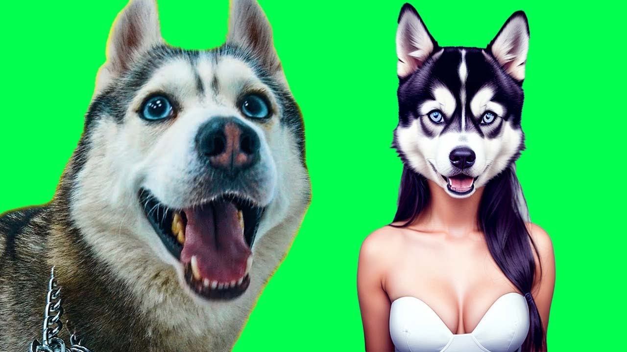 ИЩЕМ НЕВЕСТУ ХАСКИ БАНДИТУ!! (Хаски Бублик) Говорящая собака Mister Booble смотреть онлайн