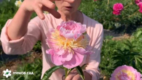 Lavon peony. Лавон пион