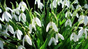 Первоцветы в саду. Галантус.mp4