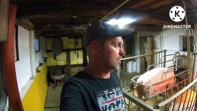 484‼️ОБЗОР ПОРОСЯТ ??НА ПРОДАЖУ ‼️ЦЕНЫ НА МОИХ ЭЛИТНЫХ ПОРОСЯТ ‼️ смотреть онлайн