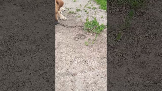 степная гадюка атакует смотреть онлайн