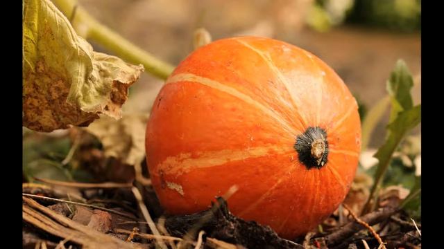 Питание при сахарном диабете 2 типа Тыква. Пшенная каша с тыквой. Оладьи с тыквой для диабетиков #2 смотреть онлайн