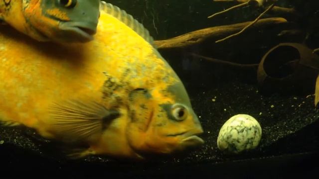 Астронотус Astronotus ocellatus смотреть онлайн