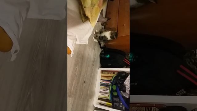 Драка кошки и котёнка смотреть онлайн