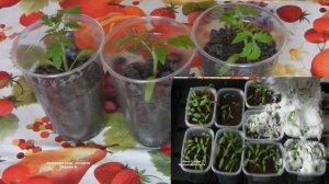 УХОД ЗА РАССАДОЙ  ТОМАТОВ ПОСЛЕ ПИКИРОВКИ .