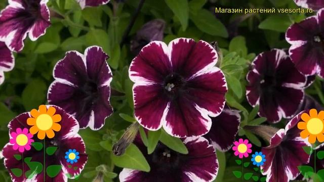 Петуния гибридная крупноцветковая Свитуния Мисс Марвелоус. Обзор petunia Sweetunia Miss Marvelous смотреть онлайн