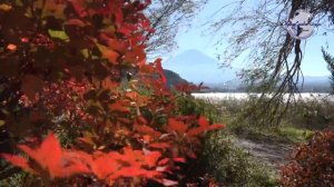 Охота на момидзи на озере Кавагути