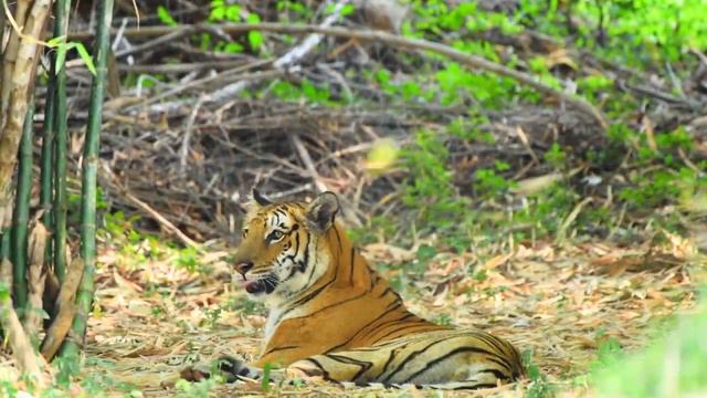 Wild Life 4K - Animals With Amazing Nature Sounds | Relaxation Music 2023