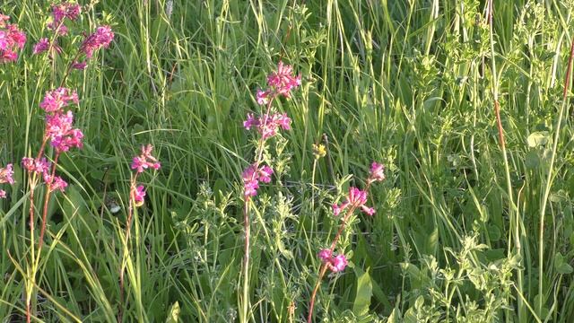 Тест видеокамеры Panasonic HC-VXF990 смотреть онлайн