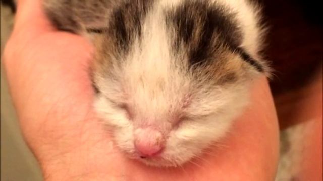 Девушка нашла в кустах новорожденных котята и приняла единственно верное решение смотреть онлайн