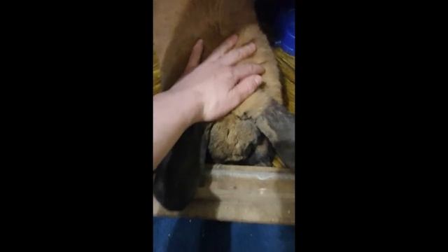 Кролик балдеет смотреть онлайн
