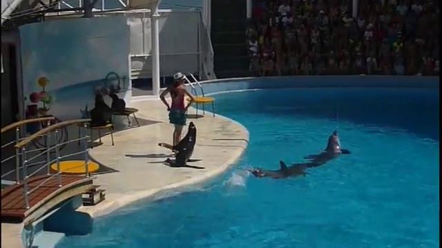 Коктебель 2013 г. Фрагменты шоу в дельфинарии смотреть онлайн