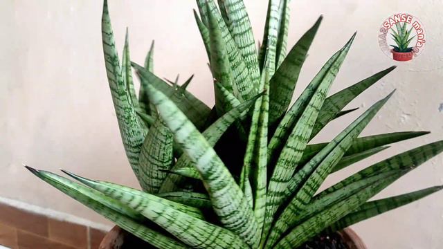 Marsha Anjani (Personii x baseball) Legenda sansevieria hybrid Indonesia смотреть онлайн