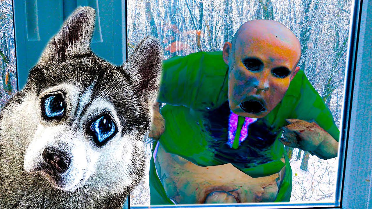 ЭЙ МУЖИК ОСТАНОВИСЬ НА МИНУТУ ЗАЛЕЗ К НАМ В ОКНО!! (Хаски Бандит) Говорящая собака смотреть онлайн