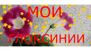 МОИ ГЛОКСИНИИ!#глоксинии#глоксиниядомашняя#цветокглоксиния#глоксиниякомнатная#